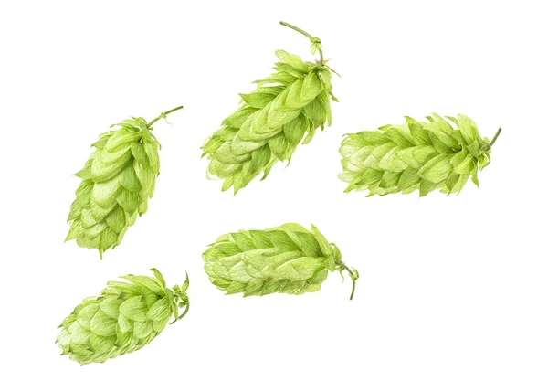 Green Hops Isolated White Background Top View — Stock Photo, Image