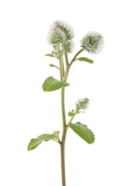 Beyaz bir arka plan üzerinde izole Dulavratotu çiçekler. Büyük Dulavratotu. Yenilebilir Dulavratotu.