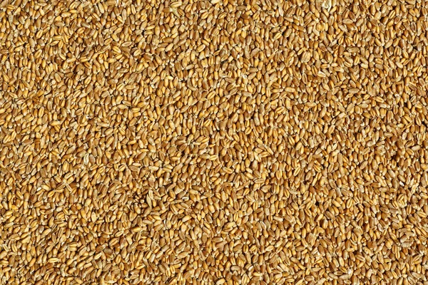 Pšenice Pozadí Pohled Shora — Stock fotografie