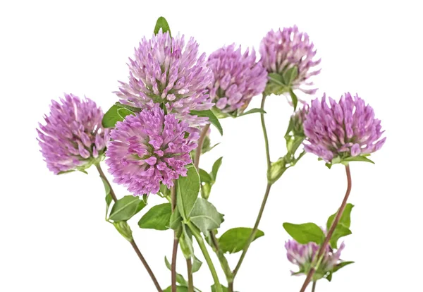 Yonca çiçekleri beyaz arkaplanda izole edilmiş