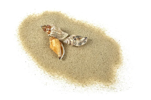 Muscheln Sandhaufen Isoliert Auf Weißem Hintergrund — Stockfoto