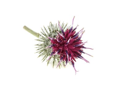 Beyaz arka plan üzerinde izole Dulavratotu çiçek. Makro.