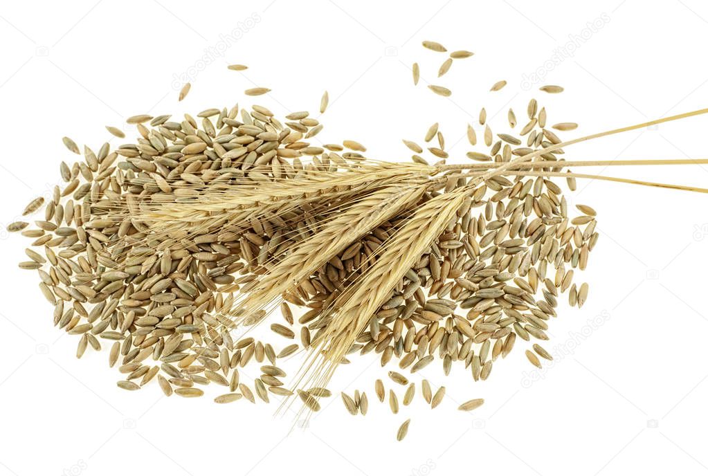 Rye grains and ears on white background