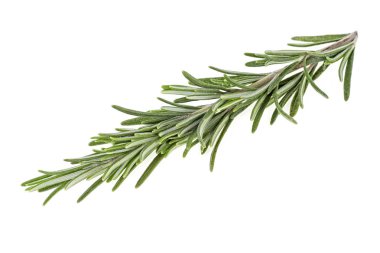 Dal taze biberiye beyaz arka plan üzerinde