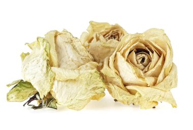 Beyaz bir arka plan üzerinde kurutulmuş beyaz güller