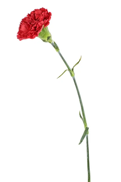 白い背景で隔離赤いカーネーションの花 — ストック写真