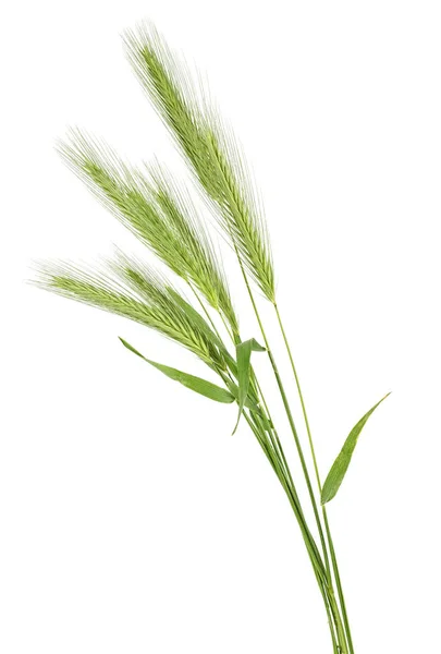 Green Spikelets Isolated White Background — Stock Photo, Image