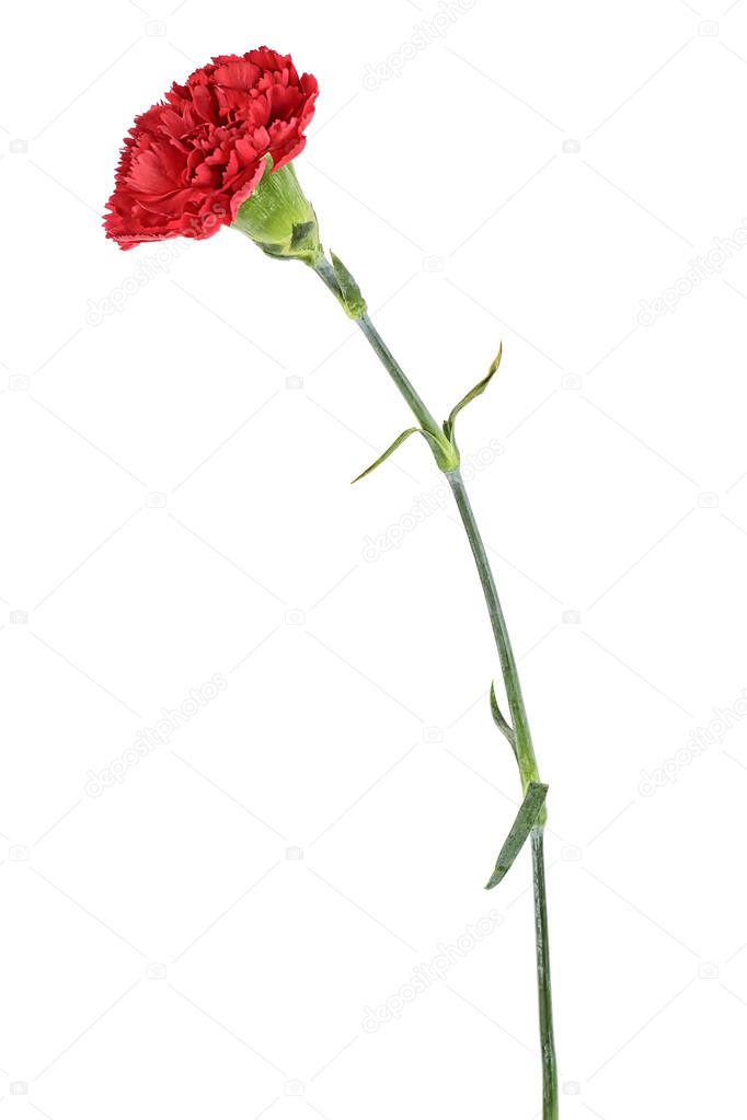 Red carnations flower isolated on white background