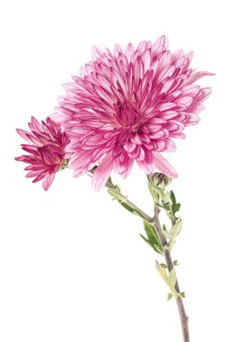 Güzel kasımpatı çiçeği beyaz arka planda izole edilmiş.