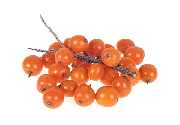 Sea Buckthorn Berry Branch White Background — Stok Foto