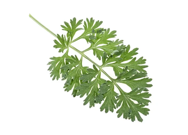 Steek Geneeskrachtig Alsem Een Witte Achtergrond Een Rauwe Takje Artemisia — Stockfoto