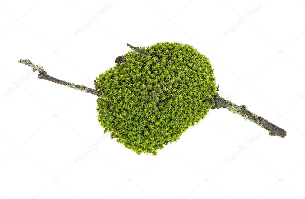 Green moss on a tree branch, white background.