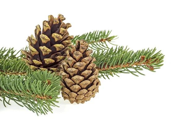 Two Pine Cones Branch Fir Tree White Backgroun — Stock Photo, Image