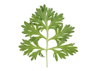 Yaprak, beyaz arka plan üzerinde izole pelin