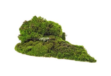 Beyaz bir arka plan üzerinde izole yosun