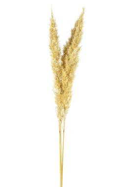 Bulrush beyaz bir arka planda spikelets