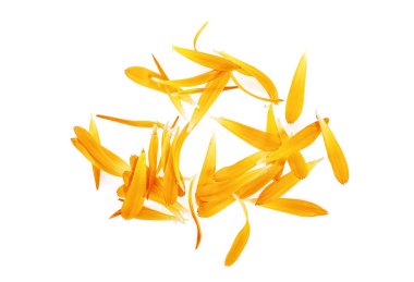 Beyaz arka planda, üstten görünüm calendula çiçeklerin taç yaprakları.