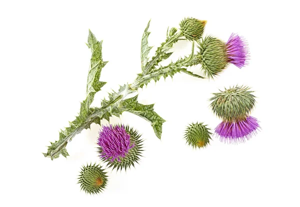 Thistle Flower Buds Isolated White Background Top View — Stock Photo, Image