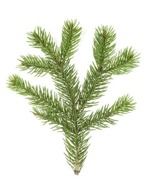 Beyaz bir arka plan üzerinde izole köknar ağacı dalı