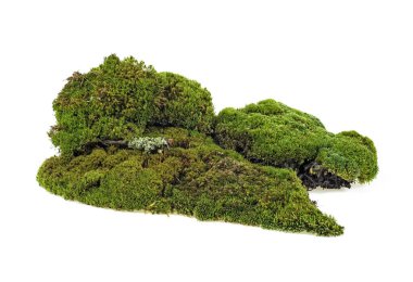 Closeup of green moss isolated on a white background clipart