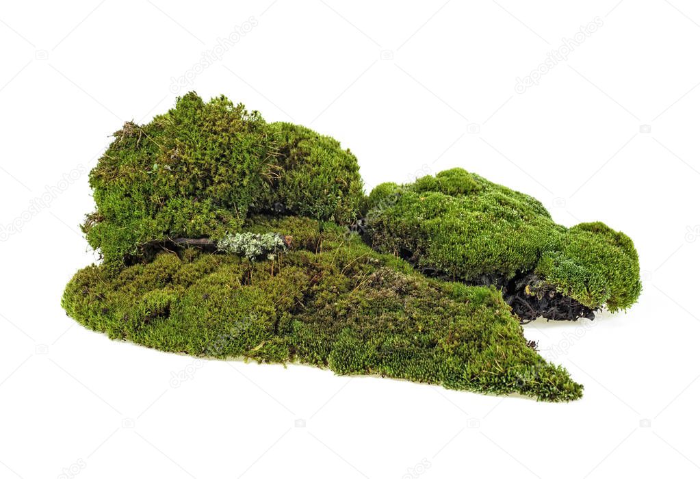 Closeup of green moss isolated on a white background