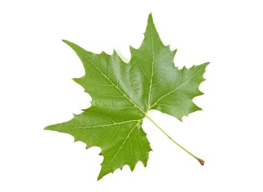Beyaz arkaplanda yeşil akçaağaç yaprağı izole