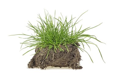 earth ile yeşil çim izole üzerinde beyaz arka plan kertik