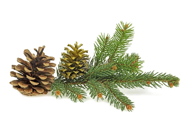 Sprig Fir Tree Cones Isolated White Background — Stock Photo, Image