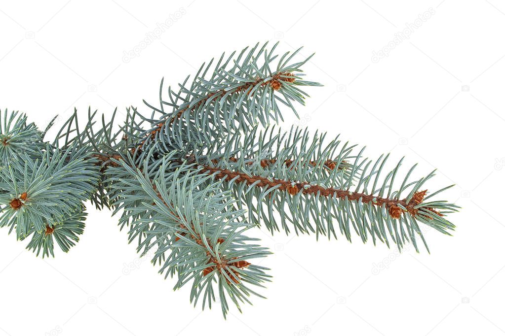 Blue spruce twig isolated on white background