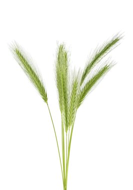 Yeşil spikelets beyaz bir arka plan üzerinde izole