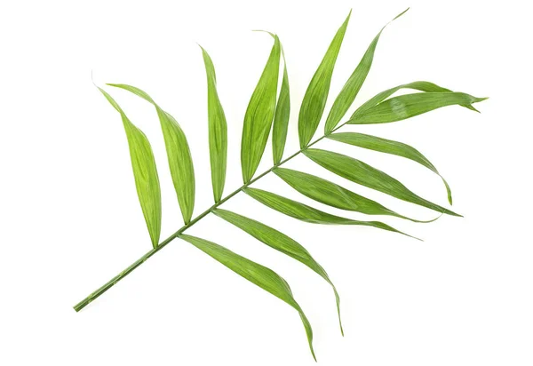 Grüne Blätter Der Palme Isoliert Auf Weißem Hintergrund — Stockfoto