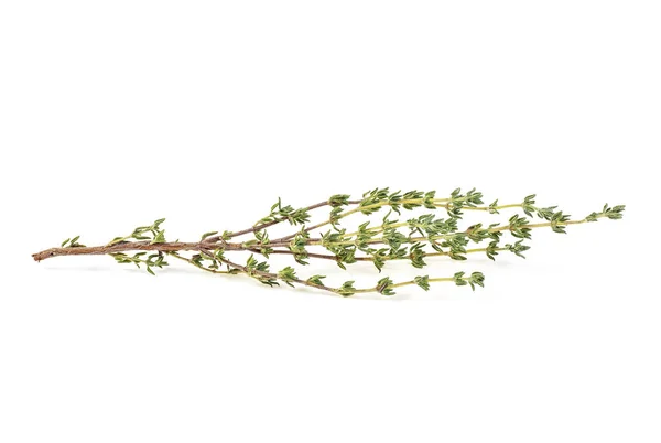 Thyme Sprig Isolado Fundo Branco — Fotografia de Stock