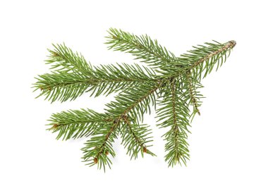 Noel ağacının beyaz arka planda izole edilmiş dalı
