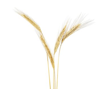 Beyaz arka plan üzerinde izole Rye dört kulağı