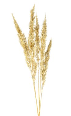 Bulrush beyaz bir arka planda spikelets