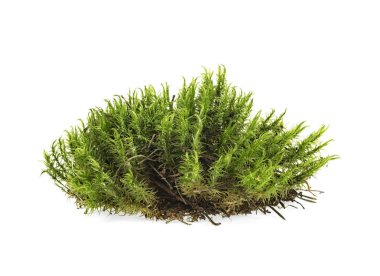 Yeşil yosun, beyaz fırında izole edilmiş.