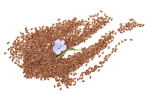 Семена Льна Цветком Белом Фоне — стоковое фото