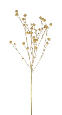 Beyaz arka plan üzerinde keten kulak