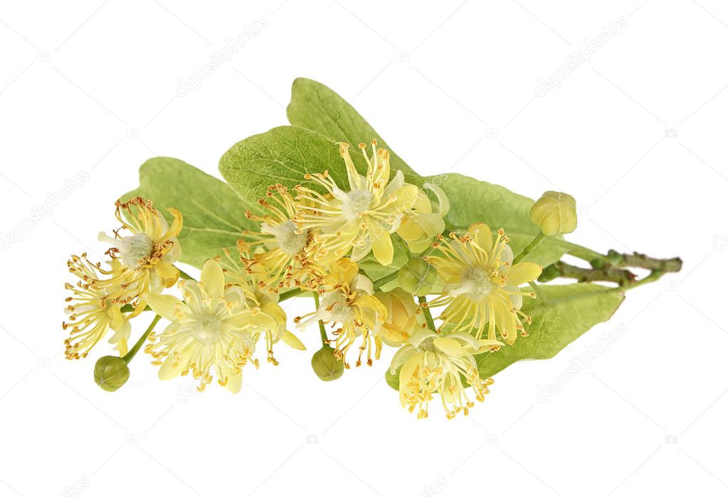 Fresh flowers and leaves of linden isolated on white background