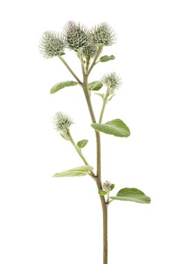 Dulavratotu çiçek beyaz arka plan üzerinde