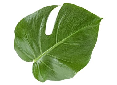 Beyaz arka plan üzerinde Monstera bitki yaprağı. Üstten görünüm.