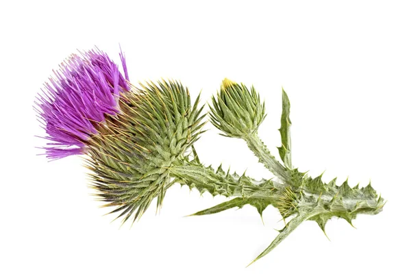 Flores Cardo Mariano Aisladas Sobre Fondo Blanco — Foto de Stock