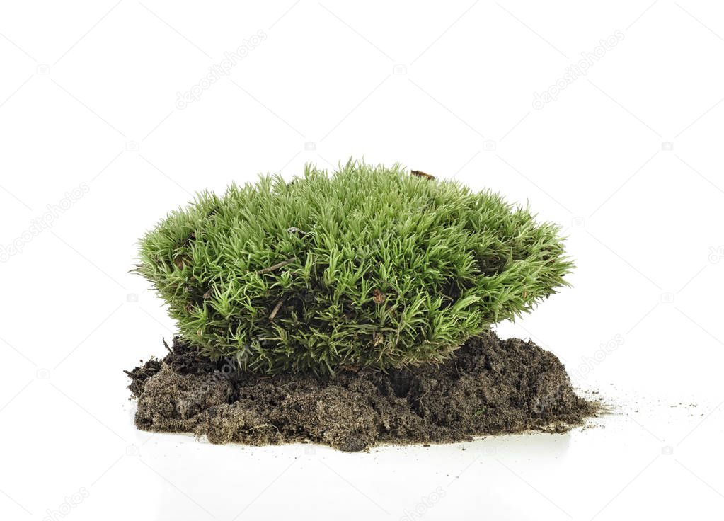 Green moss on the ground, white background.