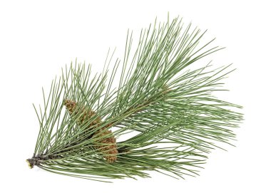 Beyaz arka plan üzerinde izole koniler ile çam dalı