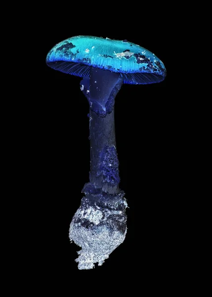 Blauwe Giftige Paddestoelen Vliegen Amanita Amanita Muscaria Onder Het Licht — Stockfoto
