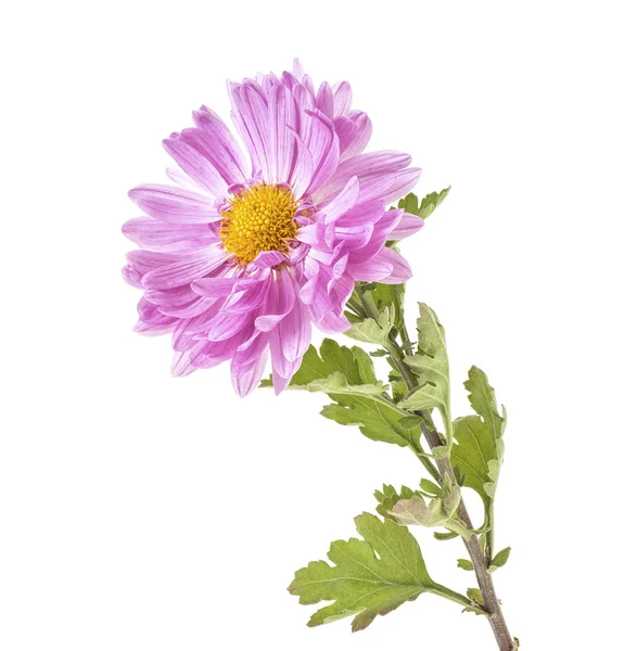 Chrysanthemum Flower White Background — Stock Photo, Image