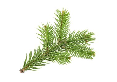 Beyaz bir arka plan üzerinde izole köknar dalı closeup