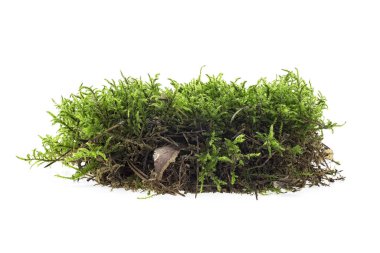 Beyaz arka plan üzerinde izole ıslak yeşil yosun