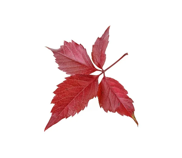 Rode Herfstblad Geïsoleerd Een Witte Achtergrond Druivenblad — Stockfoto