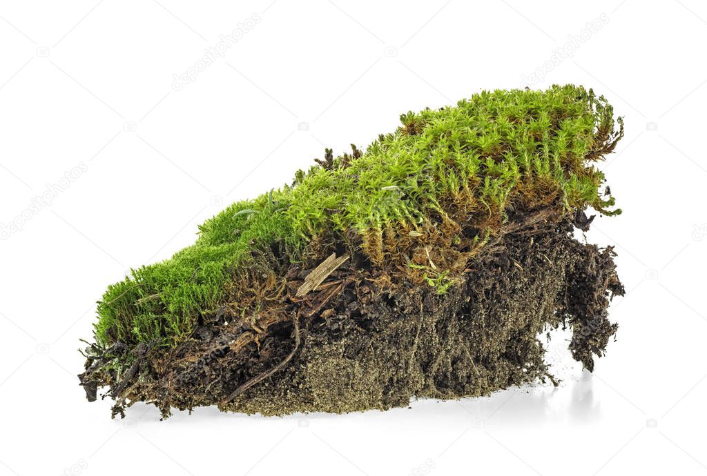 Closeup of green moss isolated on a white background